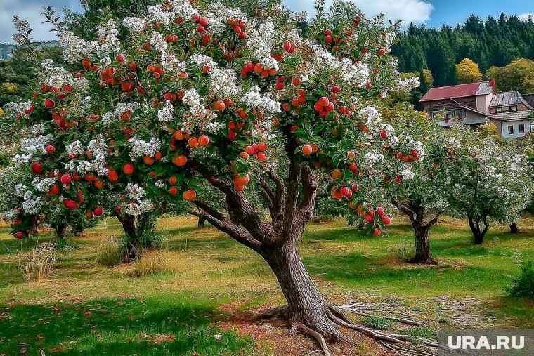    Обрезать яблони лучше осенью после сбора урожая