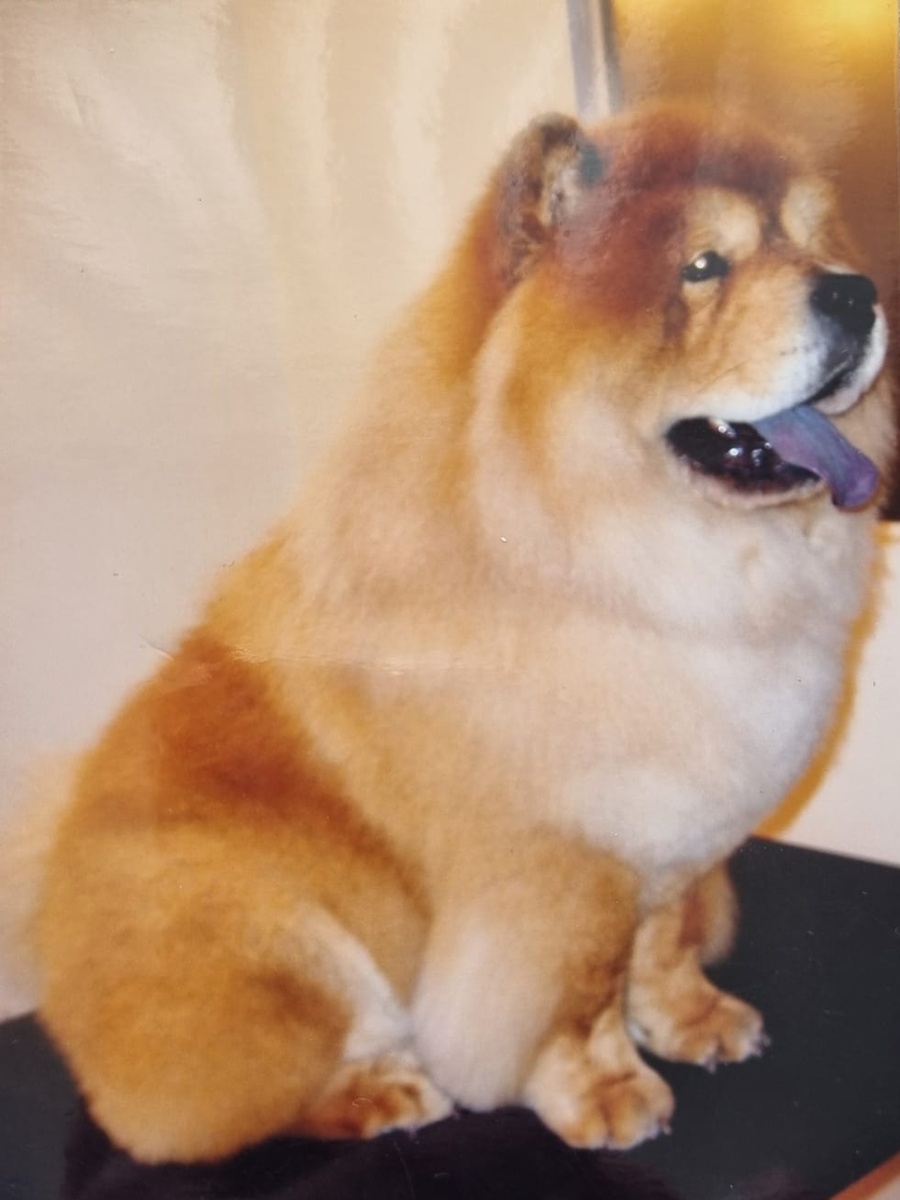 Красавец наш выставочный!