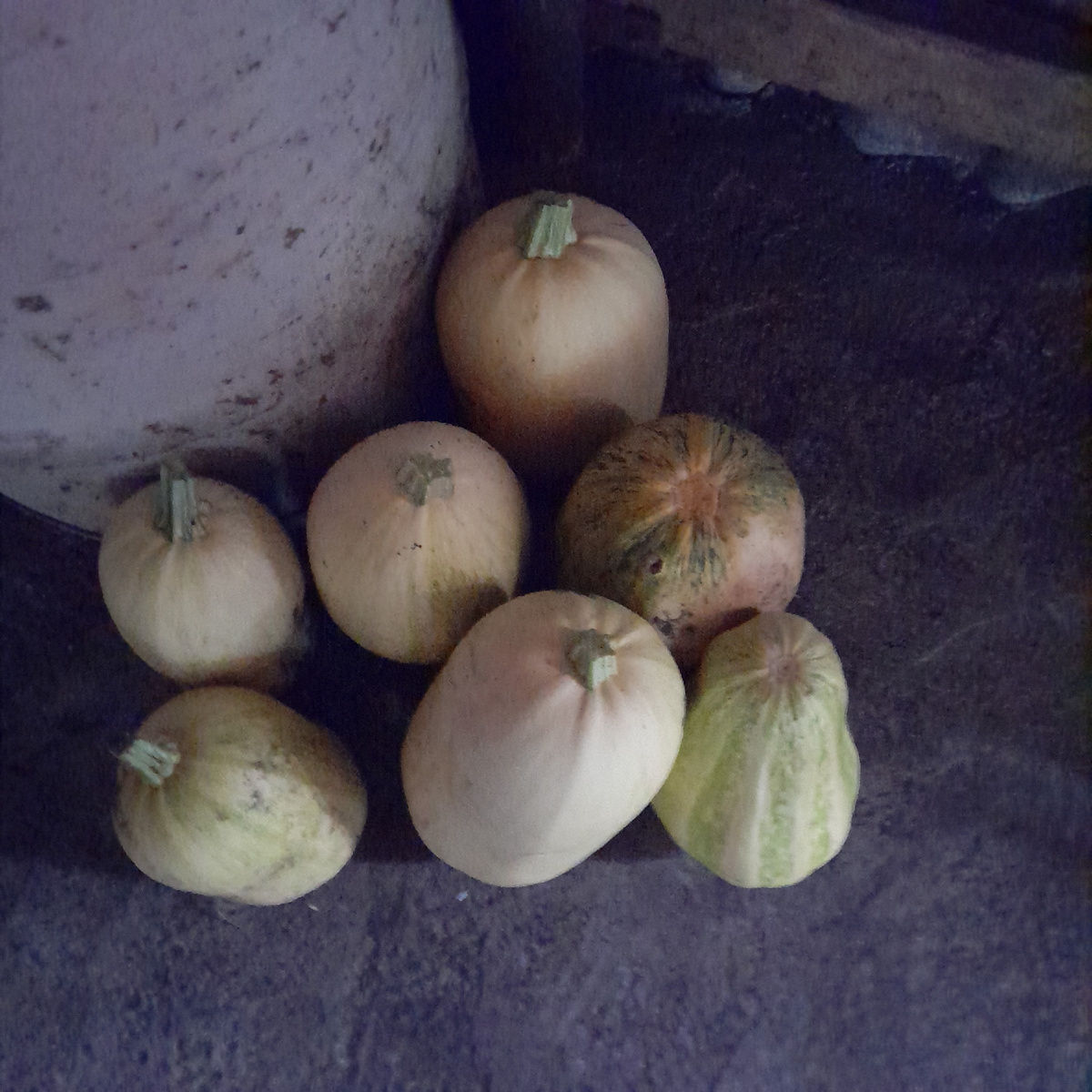 А может это гибрид тыквы с кабачком