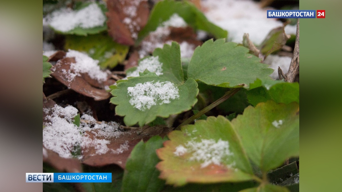    В МЧС по Башкортостану предупредили о ночных заморозках до -2 градусов