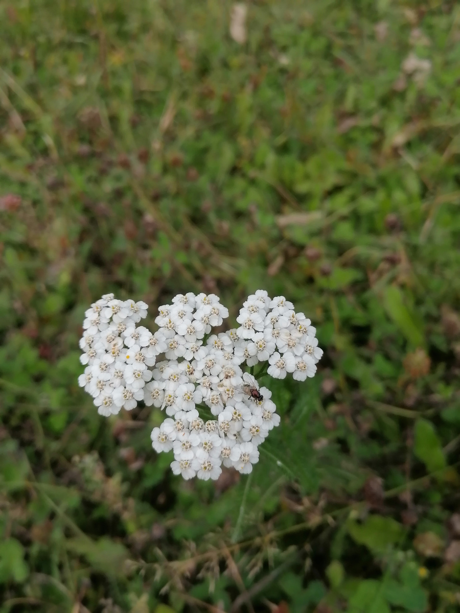 Тысячелистник ещё не понял, что пришла осень.
