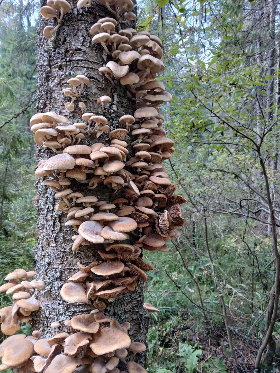 Фото автора.