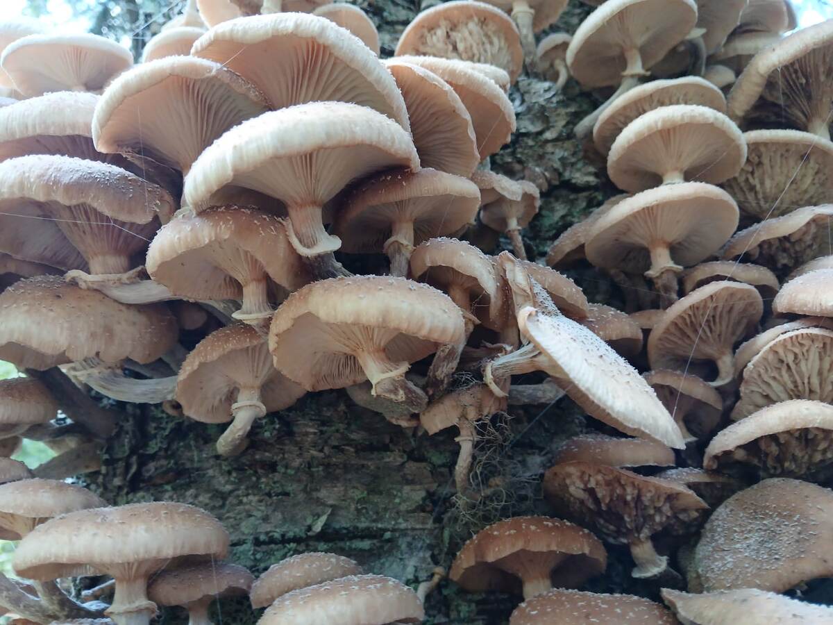 Фото автора.