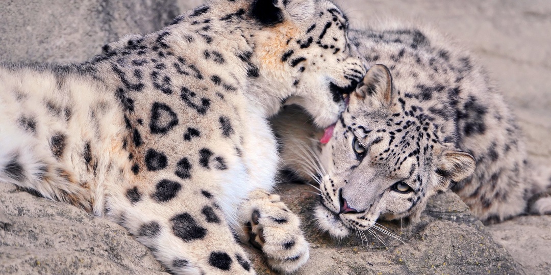 Звериные свадьбы на земле снежных барсов: горный роман длиною в жизнь и брак на сутки