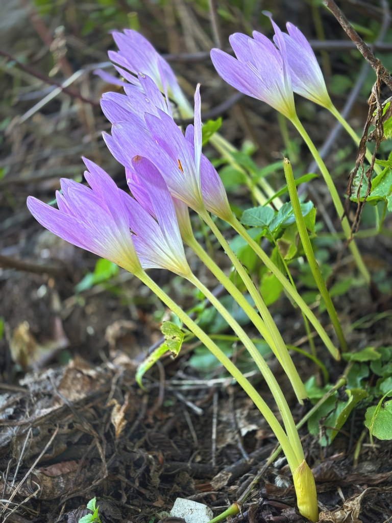    Фото: пресс-служба Сочинского национального парка