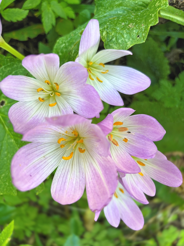    Фото: пресс-служба Сочинского национального парка