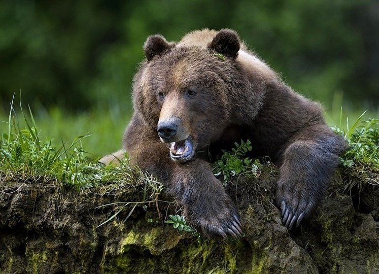 Выстрелил ему в ухо: в Республике Коми медведь напал на человека