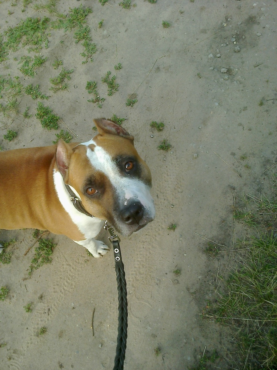 Амстафф Трейси на выгуле.