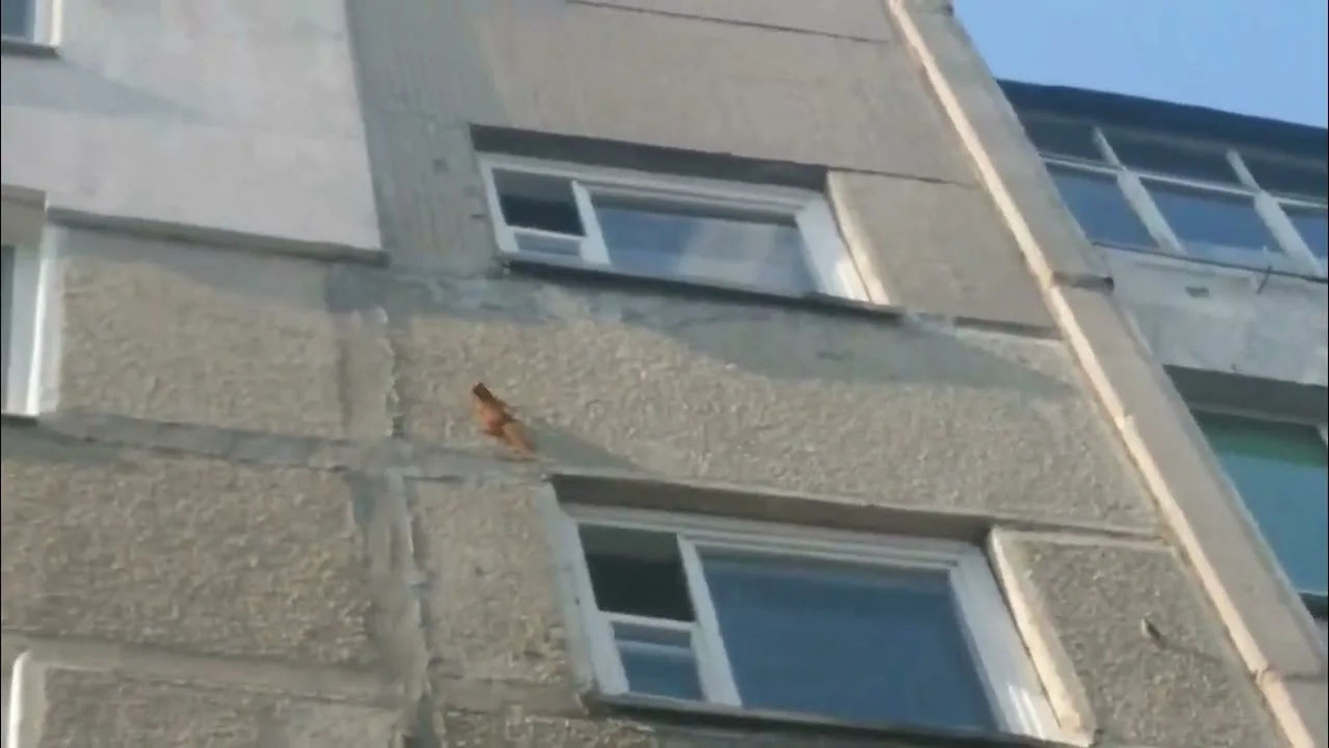 Белки отлично бегают по стенам. 