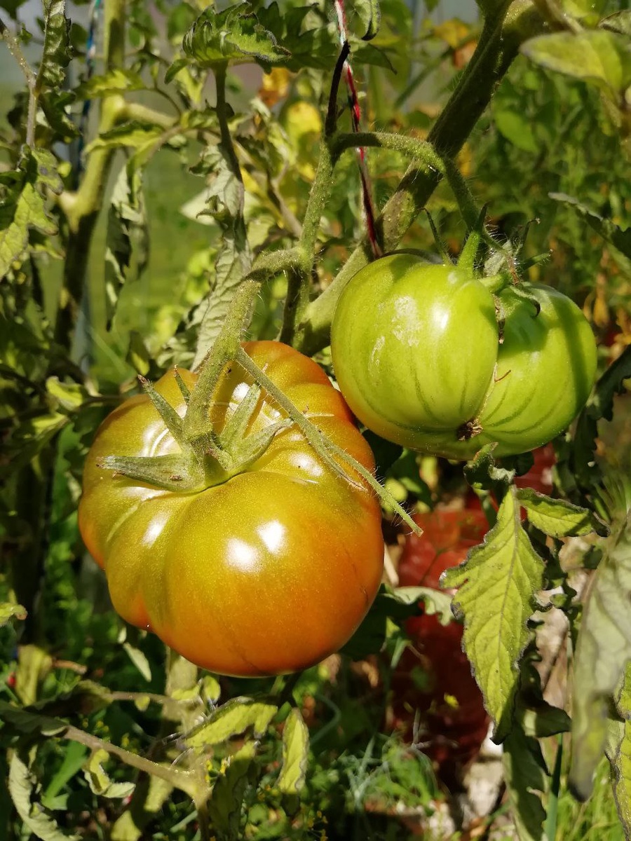 Свежие томаты.