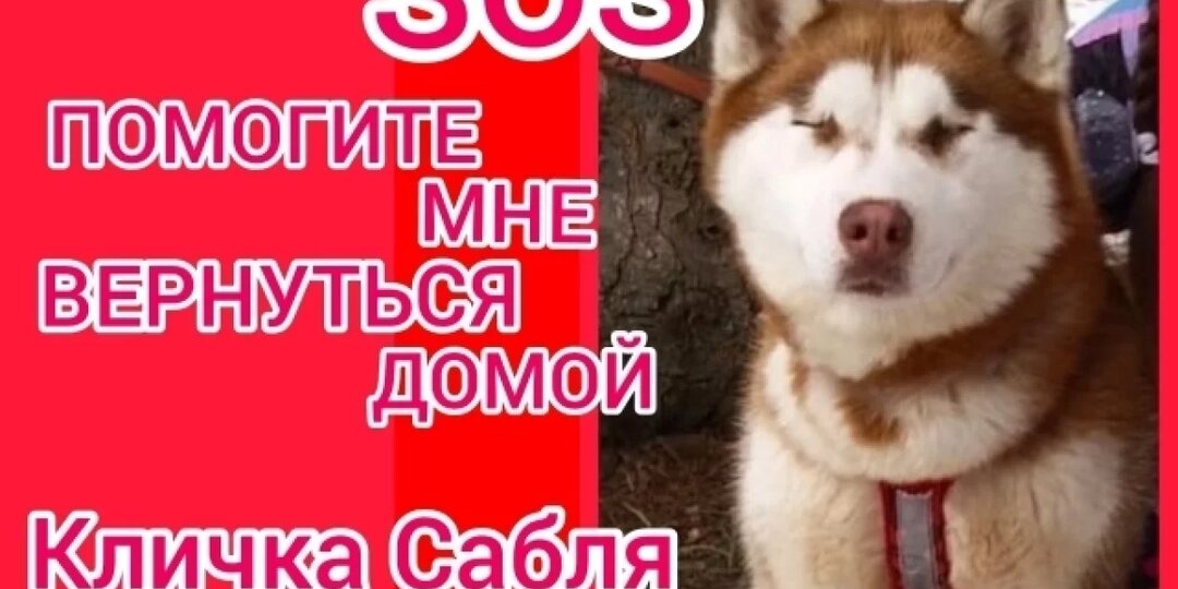 Из приюта в Печоре сбежала слепая хаски по кличке Сабля