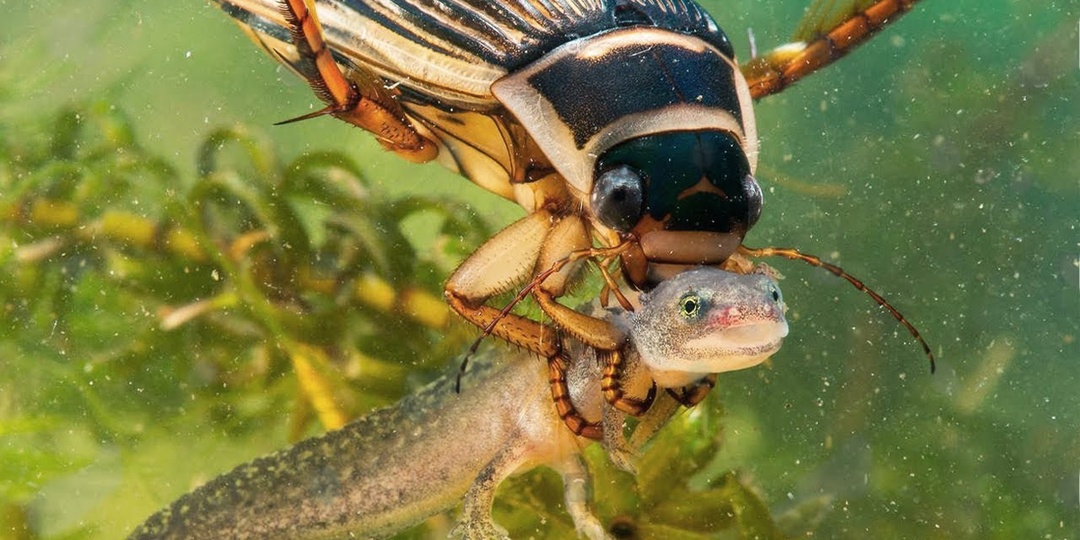 Вы купаетесь в озере, а там — хищник, хуже чем акула