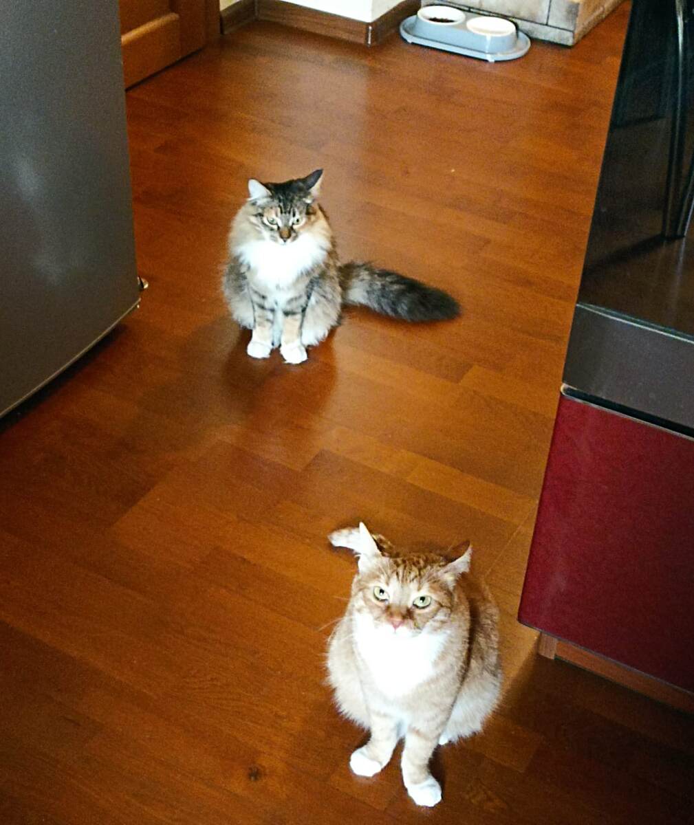 Видите этот немой укор?)) 