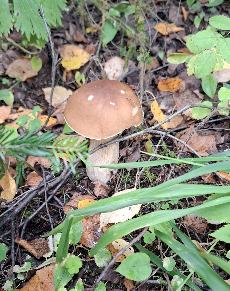 А вот и белый!