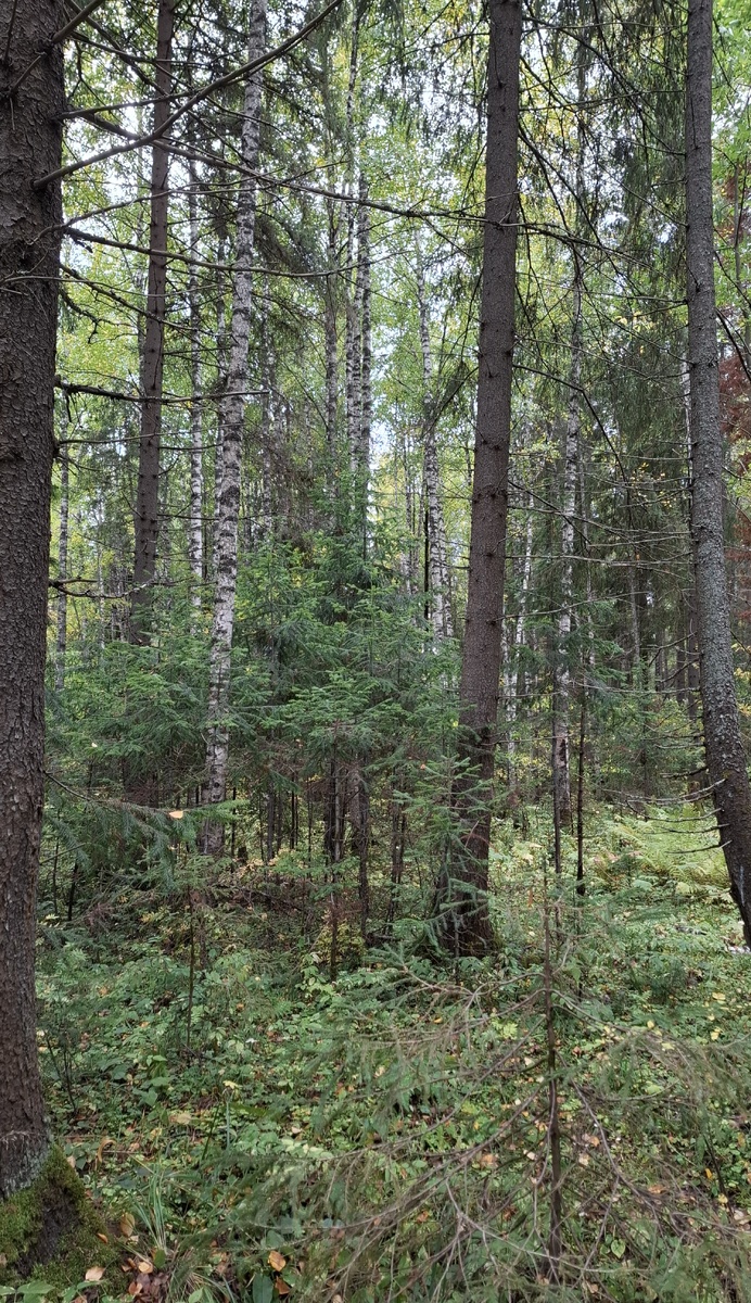 Красота в лесу!