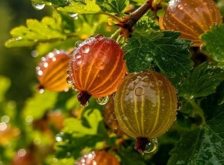 Подкормите так кусты смородины и крыжовника в сентябре-октябре для колоссального урожая в следующем году!