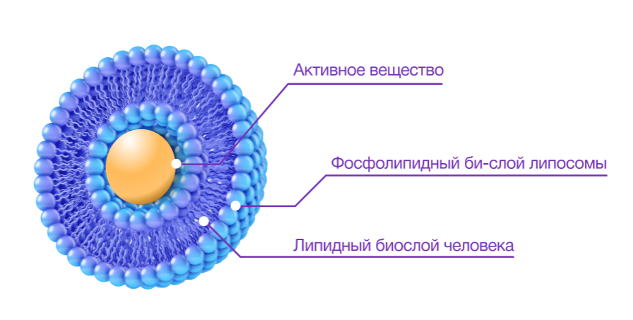 Схематичная структура липосомы