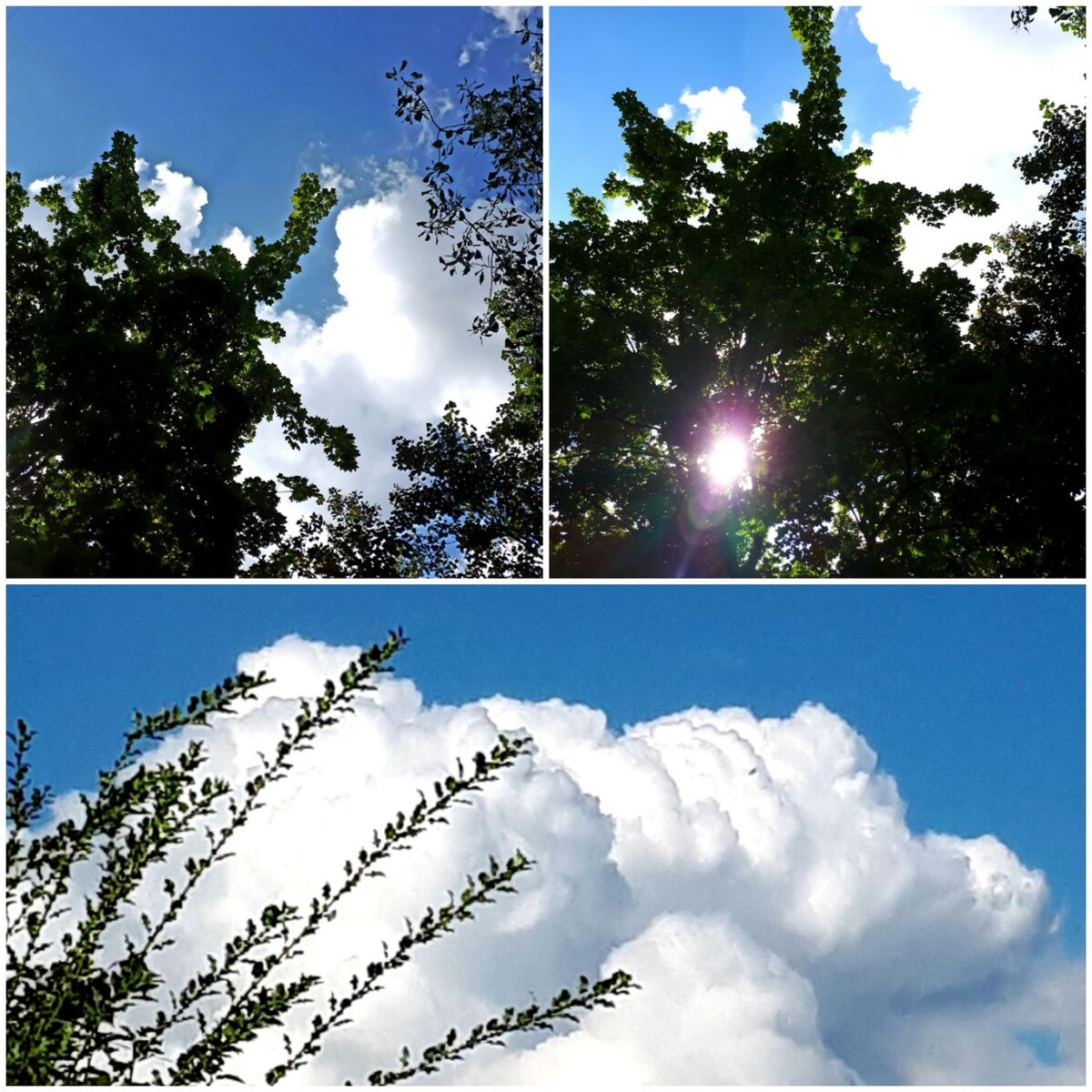 Коллаж автора статьи 09.09.2025г.