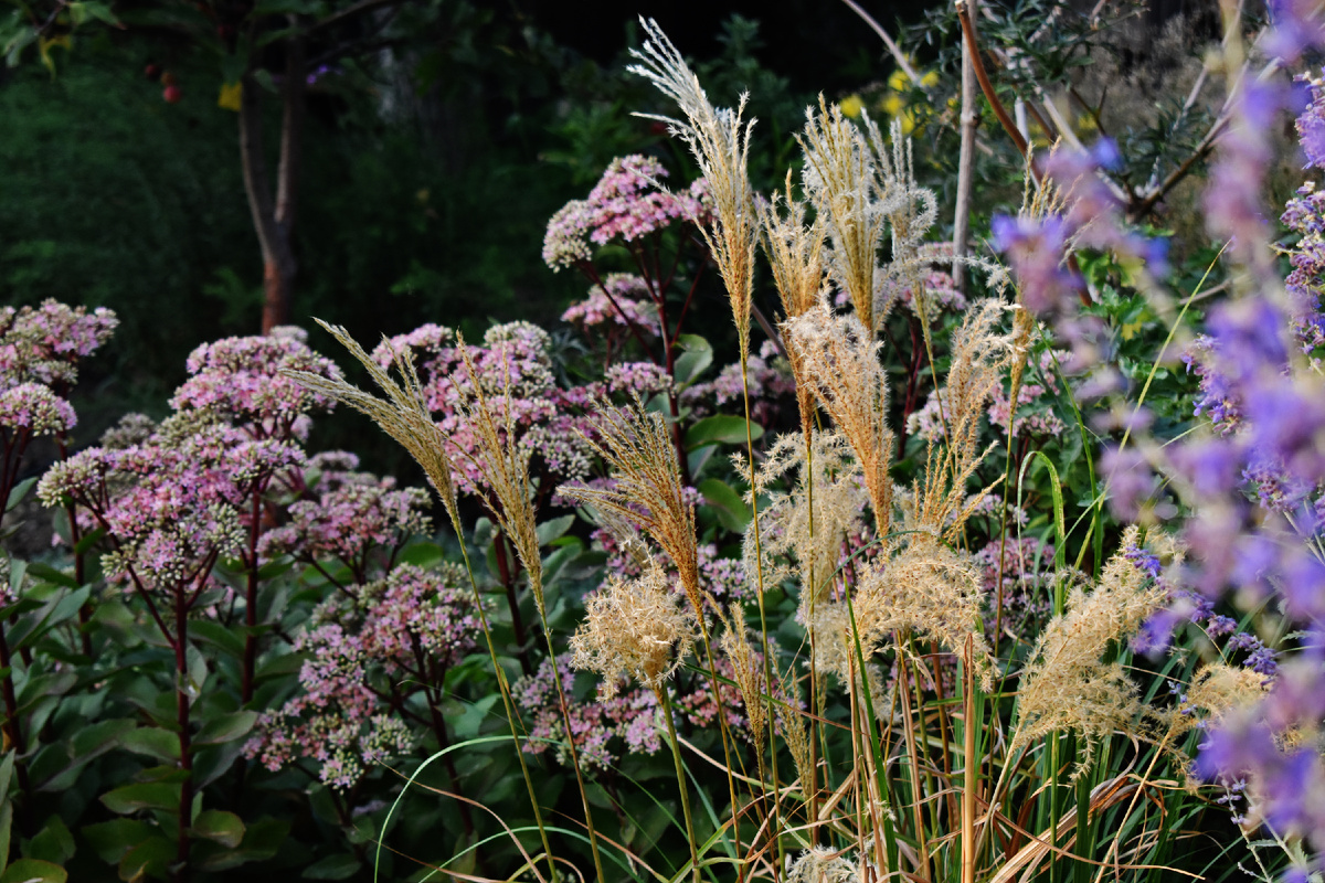 Мискантус "Фламинго"