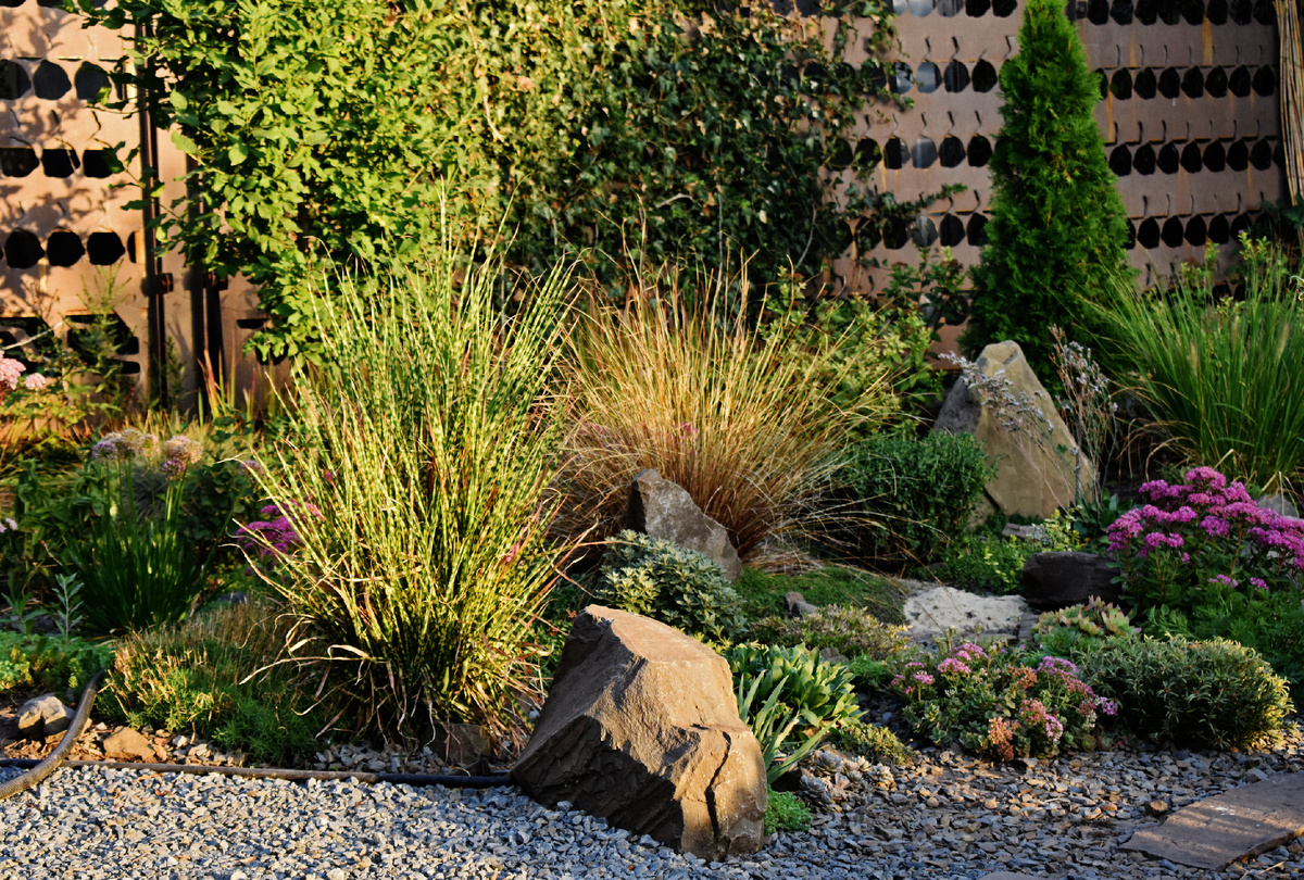 Пестролистный мискантус " Голд Бар" рядом с камнем