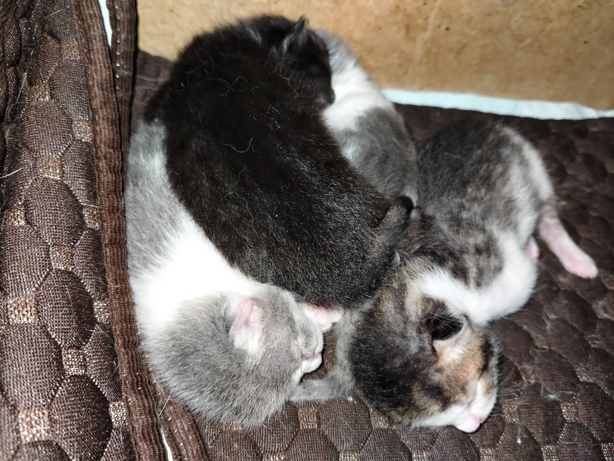 Фото 📷 автора.Котяткам 5 дней