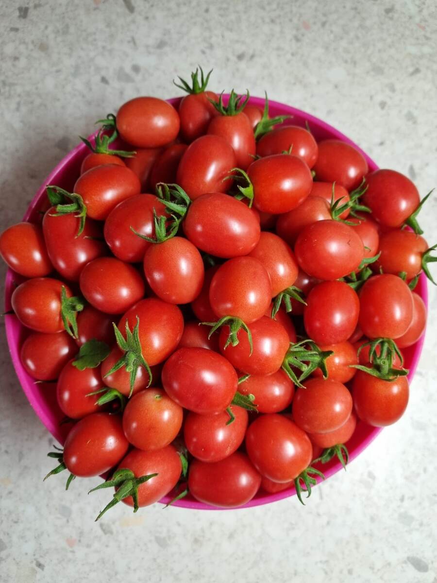 Помидорки Черри прямо с куста!