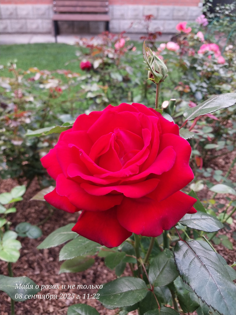 Ингрид Бергман 