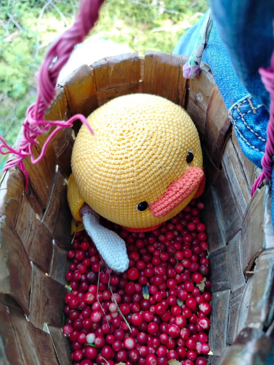 Бруснику не потоптал, он аккуратный😂