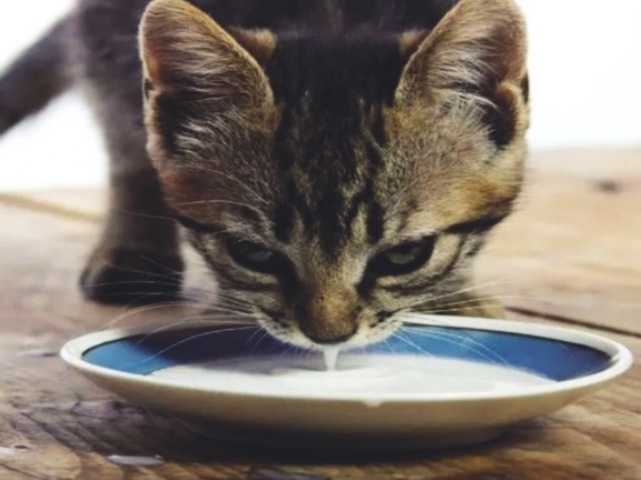 Что можно давать кошкам пить кроме воды