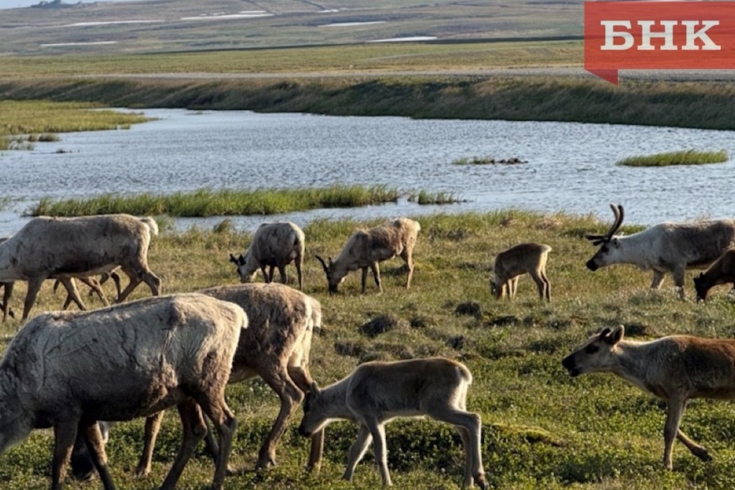 Фото БНК и Коми НЦ УрО РАН