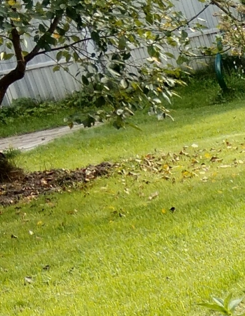 Этот газон ещё предстоит попросить!