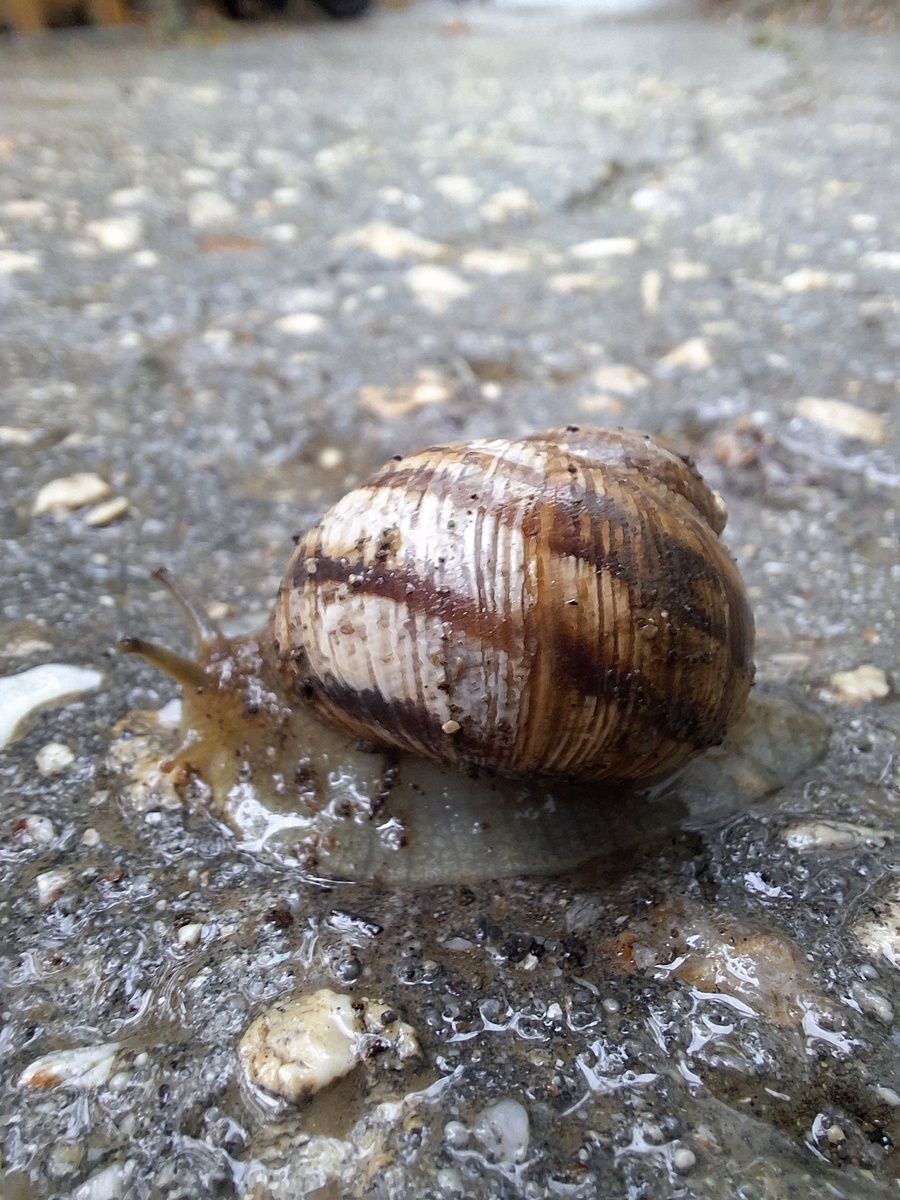 Виноградная улитка в Крыму