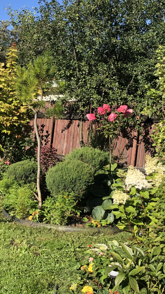 Гортензия Самарская Лидия на штамбе на заднем плане, середина августа 2025