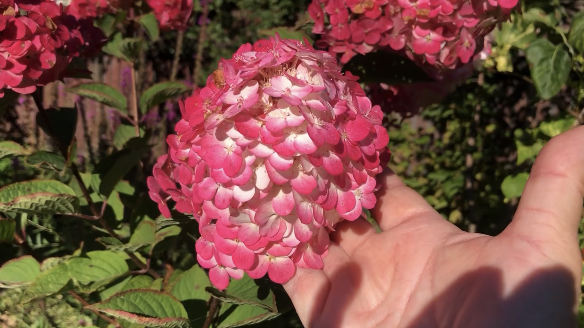 Гортензия Самарская Лидия на штамбе крупным планом, середина августа 2025