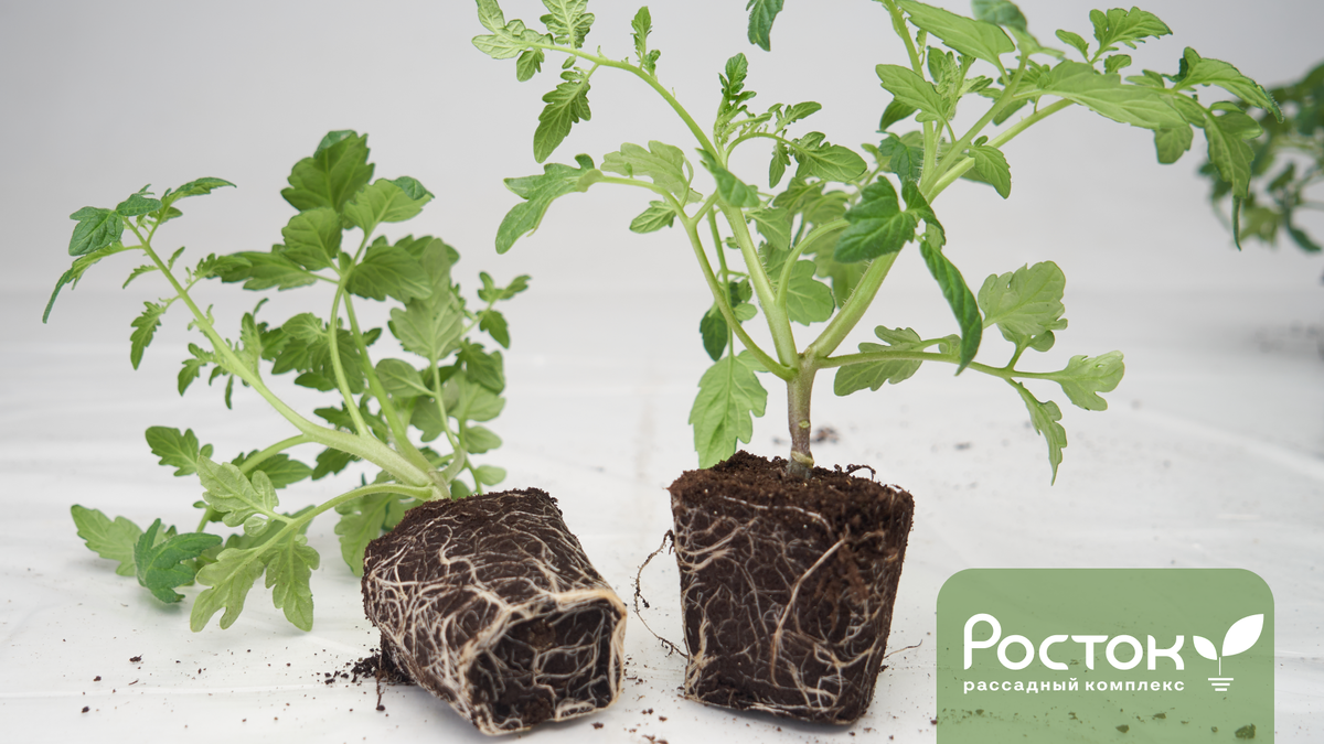 Прививитой томат в 2 головы