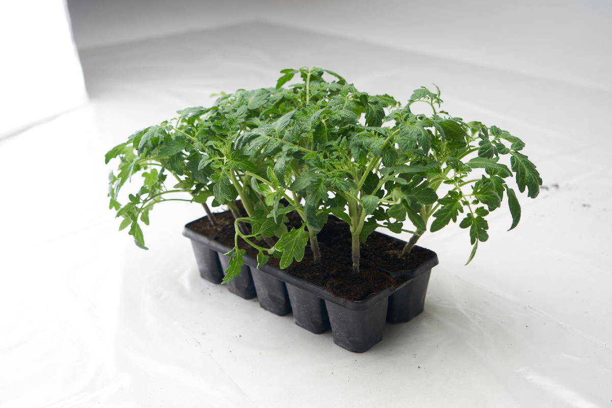 профессиональная рассада томата