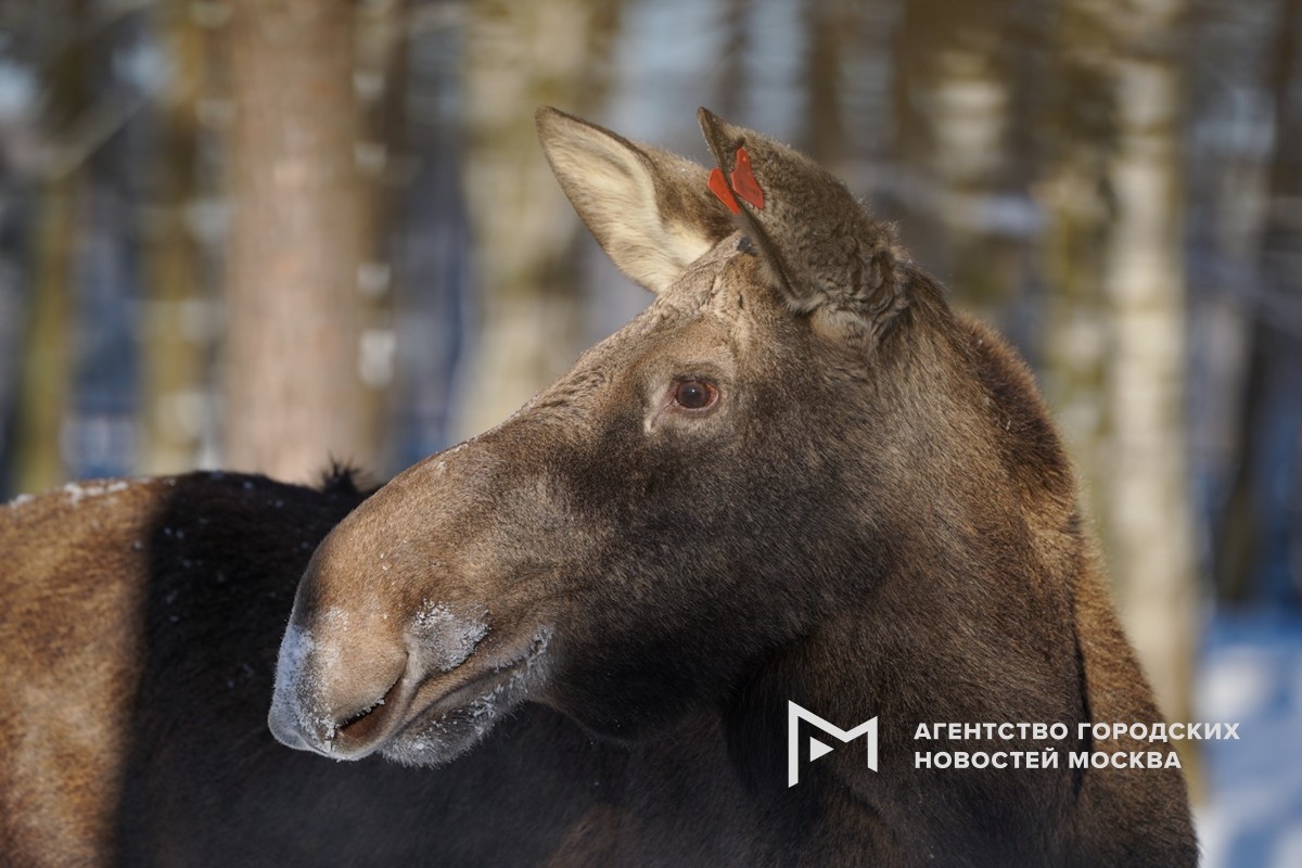 Фотограф: Пелагия Тихонова