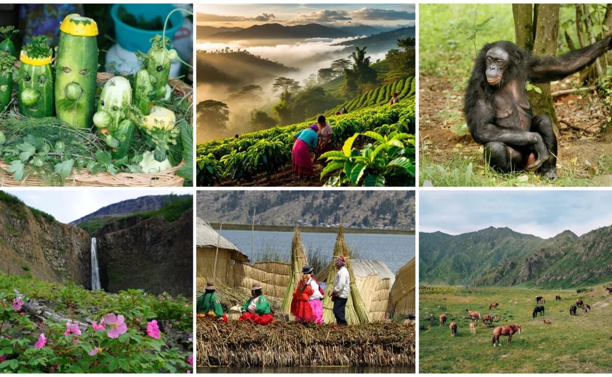    Кофейные, «гардеробные», обезьяньи и другие: самые необычные туры россиян прошедшим летом