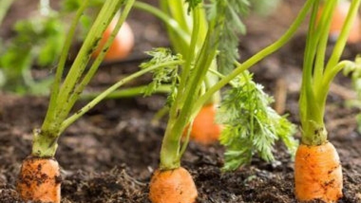 Морковка на грядке