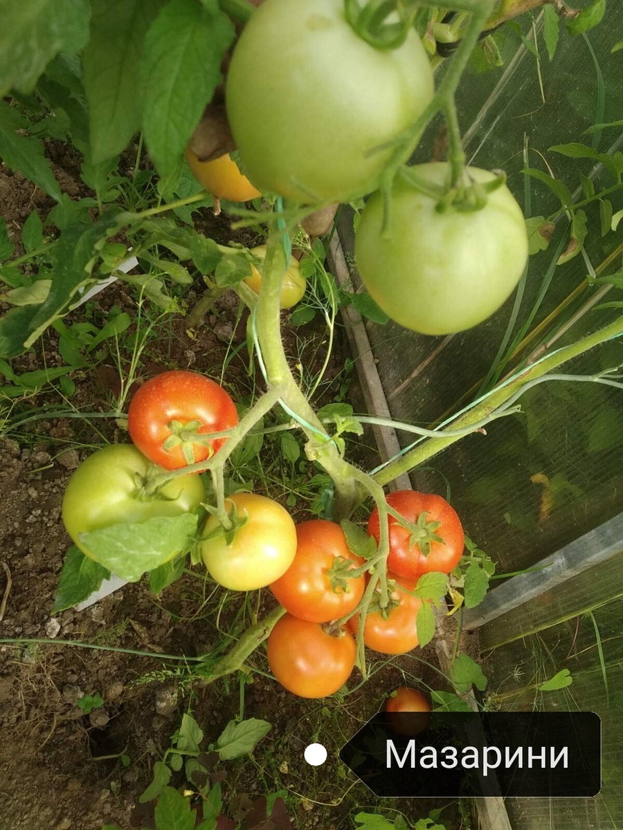 "Мазарини"f1