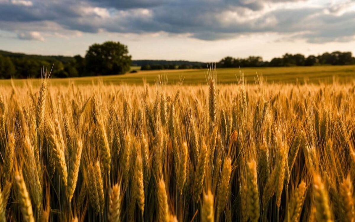    Белгородский «Интехсервис» участвует в деле о банкротстве «СХП Терский» на сумму свыше 3 млрд рублей Иллюстрация: нейросеть «Шедеврум»