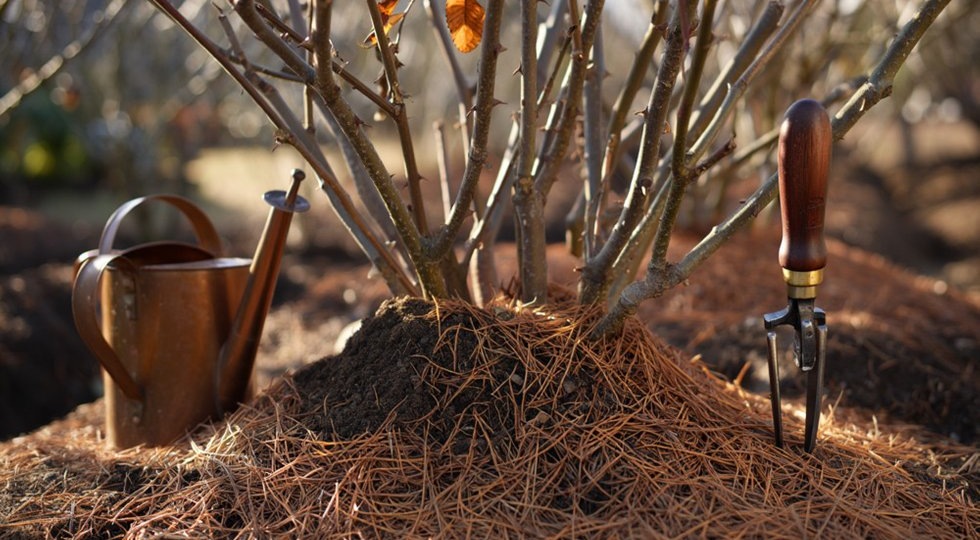 Нужно ли укрывать розы на зиму или это пустая трата времени