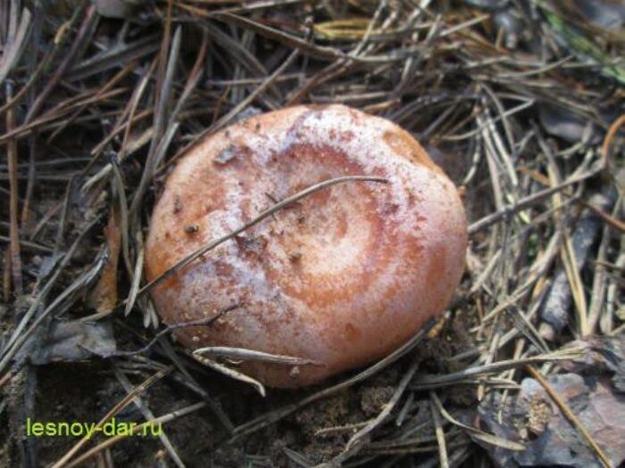 Рыжик сосновый - он же настоящий, боровой (фото с блога "Лесная кладовая")