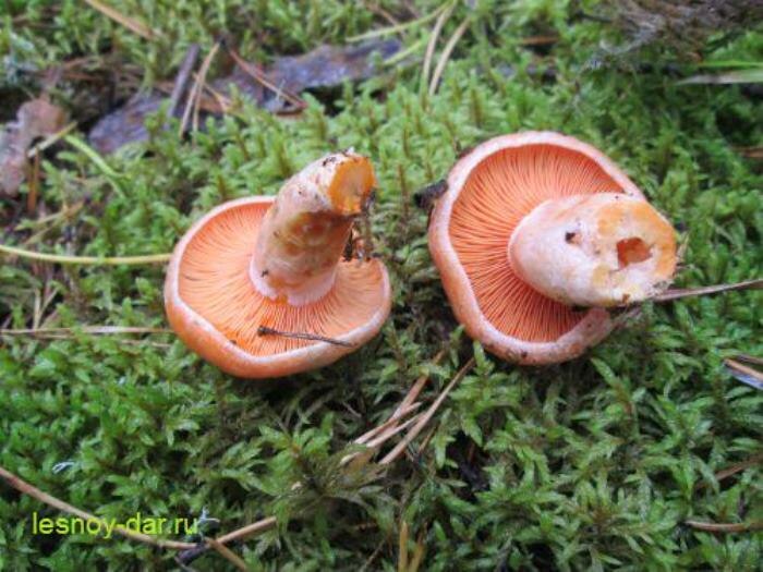 Пластинки и ножка рыжика соснового (фото с блога "Лесная кладовая")