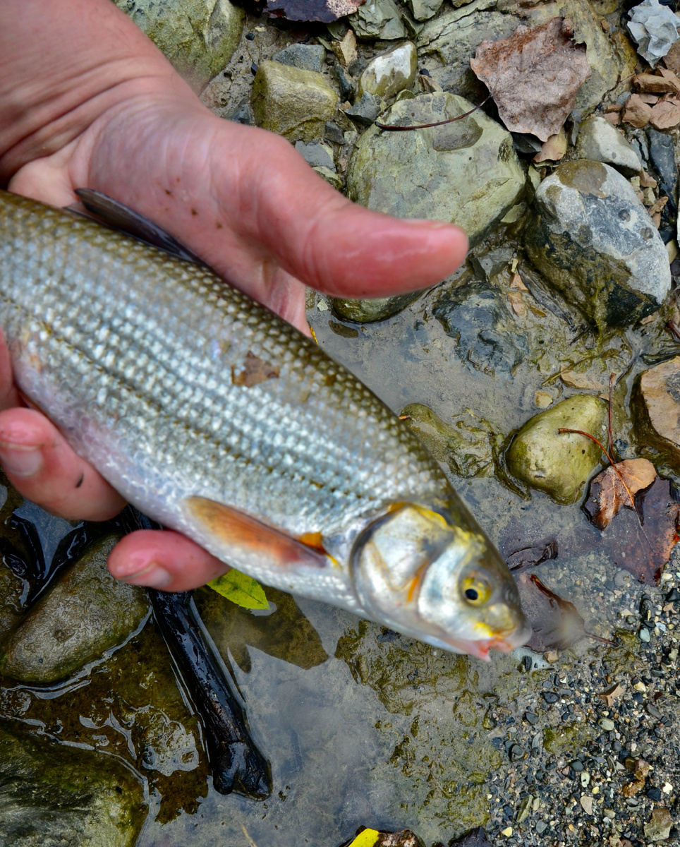 Подуст или «чернопуз» - самый популярный объект ловли в горных реках Сочи.