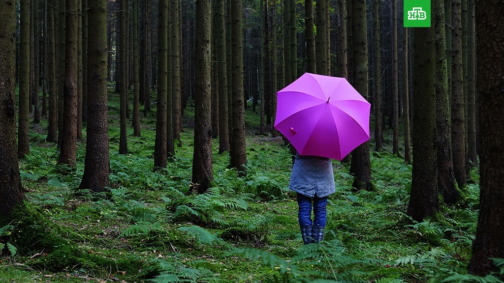    Выжить в лесу: что делать, если вы заблудились