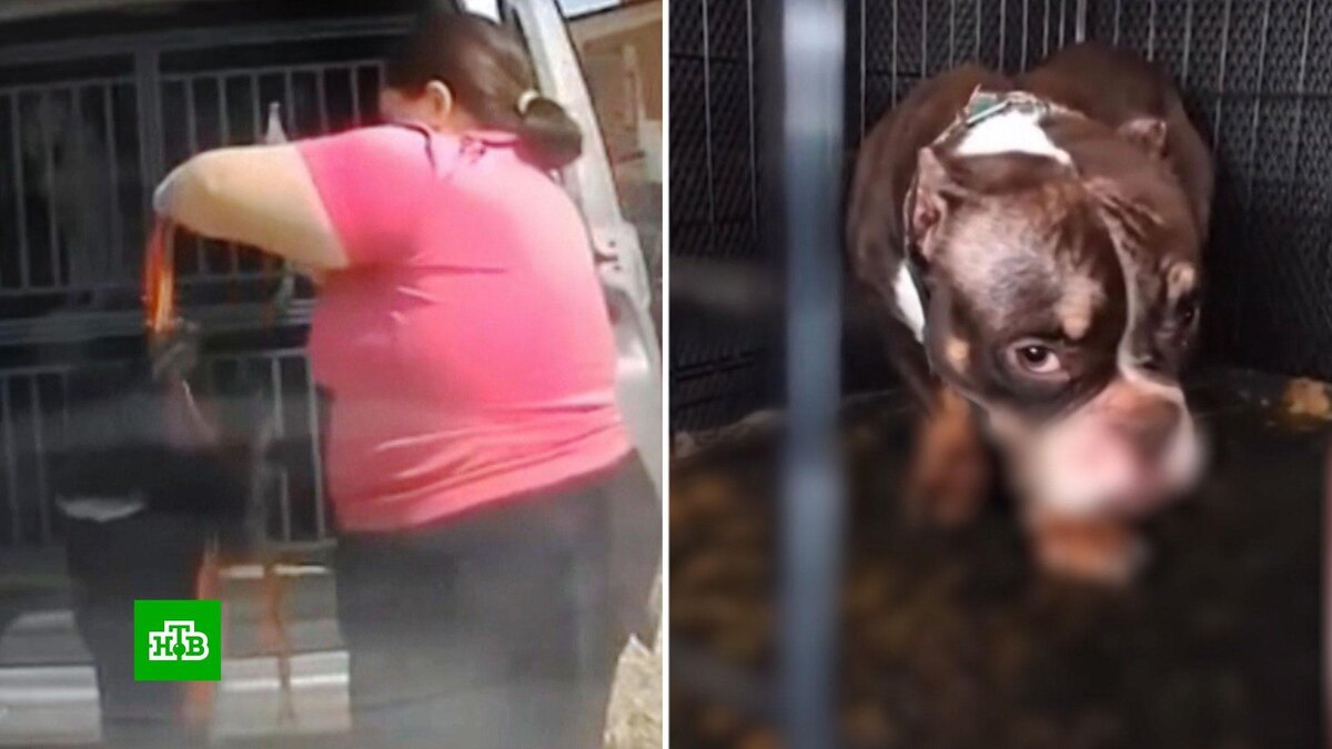    «Собаки в поносе, рвоте»: подмосковная зоогостиница оказалась концлагерем