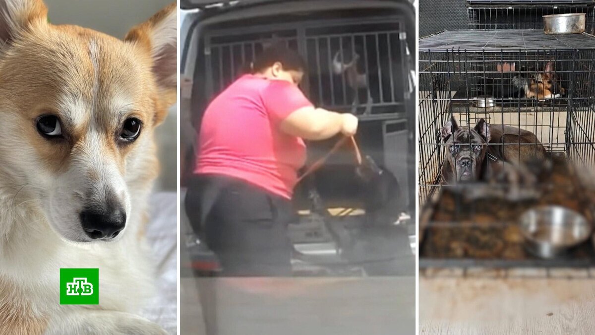    Стало известно о новых жертвах «зоотюрьмы» в Подмосковье