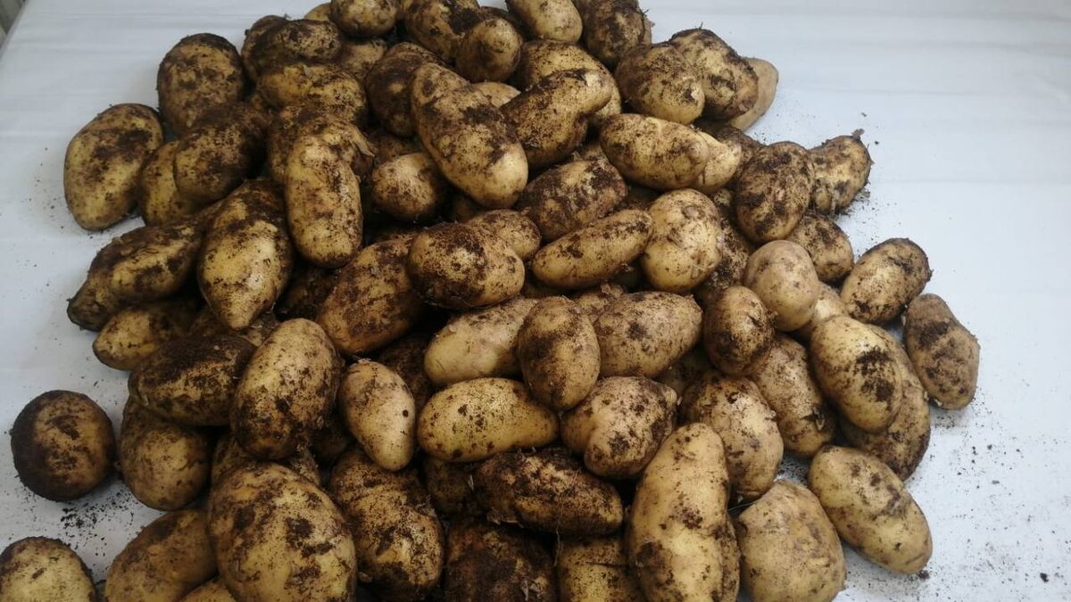 Фото: пресс-служба Россельхознадзора