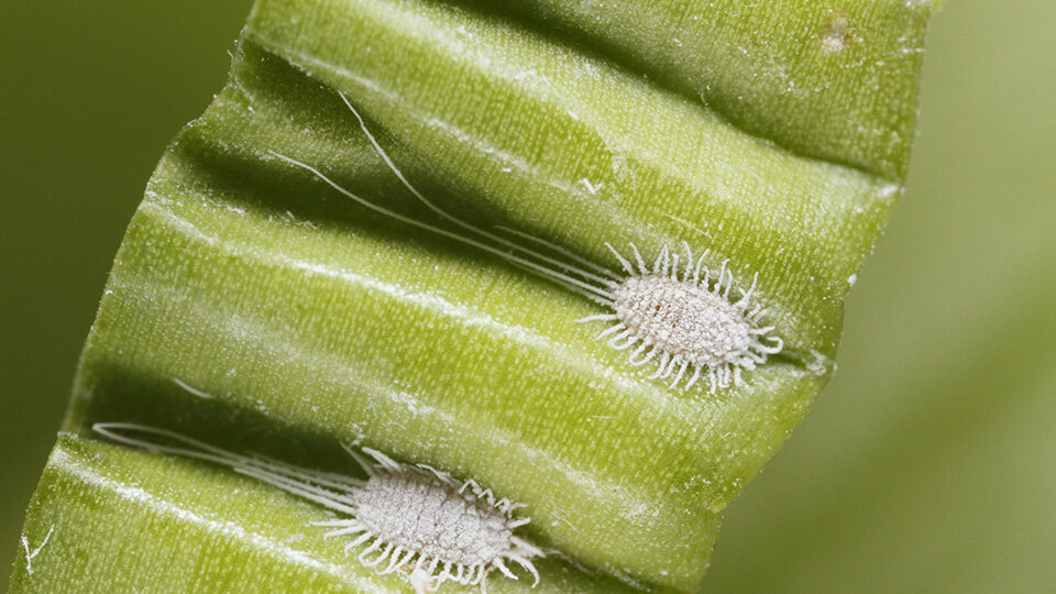 Мучнистый червец, его виды и причины появления. Как распознать и бороться с ним?